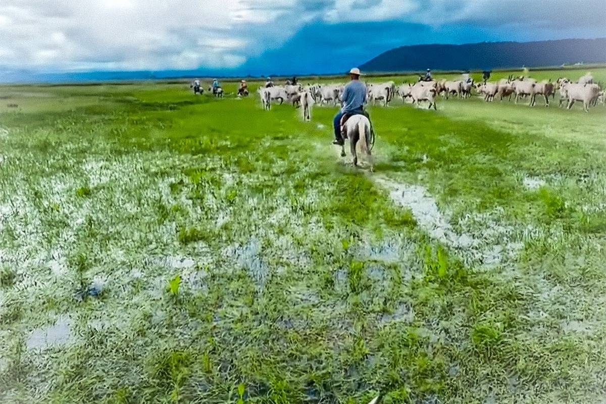 Reunião discute, neste sábado, projetos para desenvolvimento da bioeconomia no Pantanal