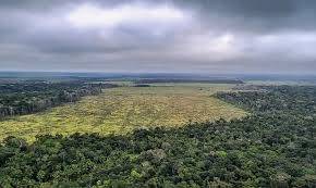 Dois produtores farão recomposição de 1,5 mil hectares em MT