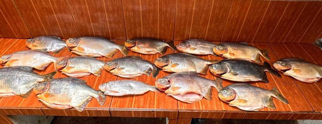 Polícia apreende 18 quilos de pescado irregular durante fiscalização no Pantanal e aplica multa de R$13,3 mil