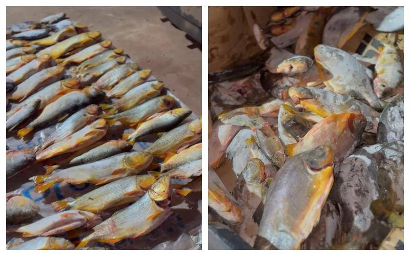 Polícia apreende 200 kg de peixe transportados irregularmente em Rosário Oeste