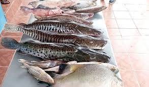 Pescadores profissionais e estabelecimentos comerciais devem declarar estoque pesqueiro até a próxima sexta-feira