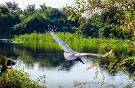 Governo federal anuncia aumento de áreas de preservação do Pantanal