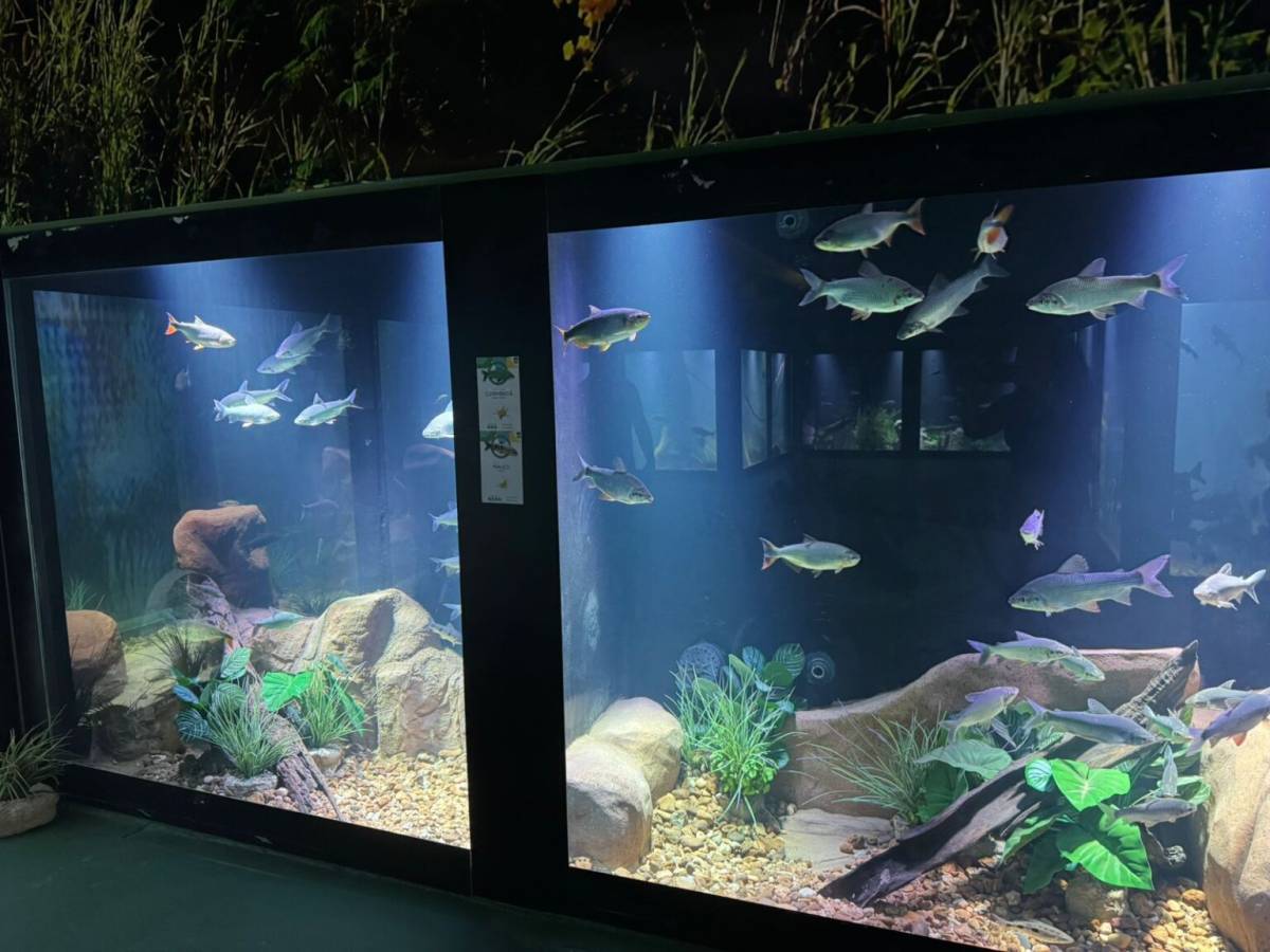 Aquário, Parques e Festival da Pamonha são opções de lazer para o feriado de Tiradentes