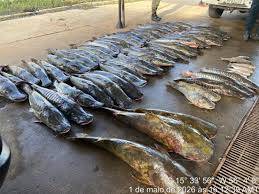 PM prende homem e apreende 465 quilos de pescado ilegal em VG