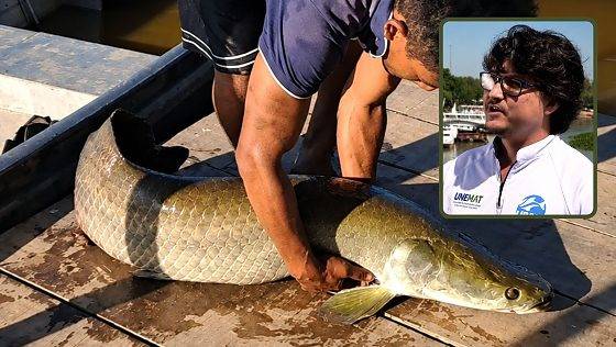 Falta de controle em tanques e desequilíbrio ecológico facilitam invasão de pirarucus e tucunarés no Pantanal, alerta pesquisador da Unemat