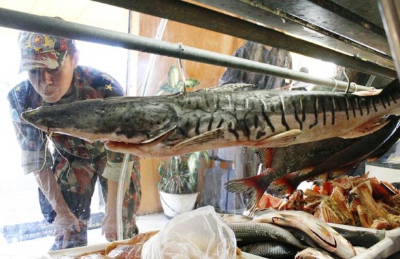 Estoque de pescado poderá ser feito até o dia 07 de novembro