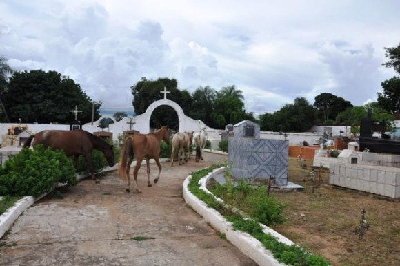 Cavalos invadem cemitério municipal de Santo Antônio 