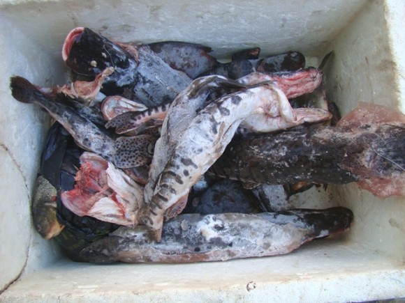 Policiais militares apreendem pescado irregular em Santo Antônio