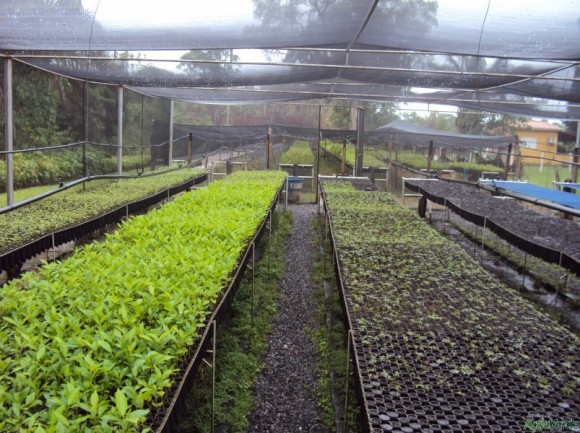 Agecopa lança programa Copa Verde em Santo Antônio nesta segunda