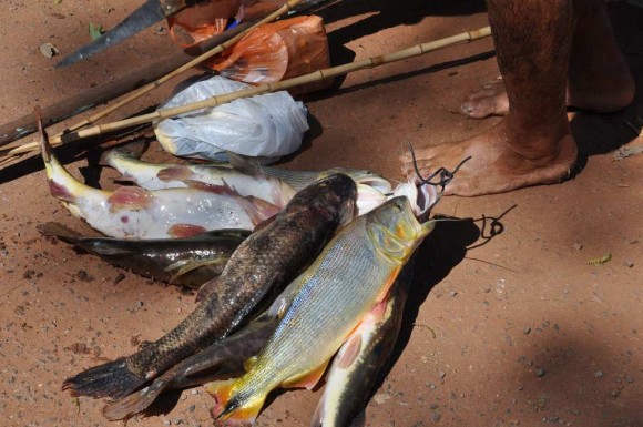 Consema define período de defeso da piracema em MT