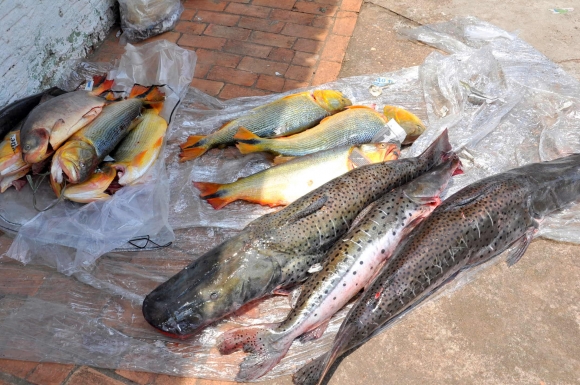 Projeto de Blairo Maggi pode proibir pesca por cinco anos no Pantanal