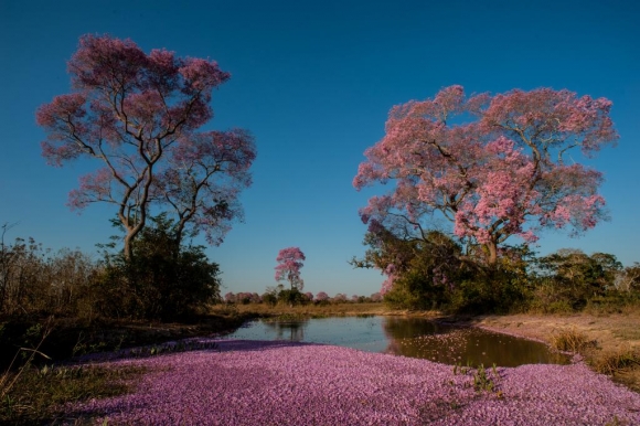 Governo promove audiência pública sobre o Plano de Marketing do Pantanal