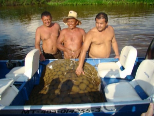 Pescadores capturam arraia gigante no rio mutum  região de mimoso