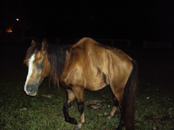 CAVALO-CAMELO SOBREVIVE EM ACIDENTE NA MT 040 