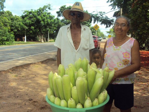 MILHO VERDE É A ATRAÇÃO NA RODOVIA MT 040