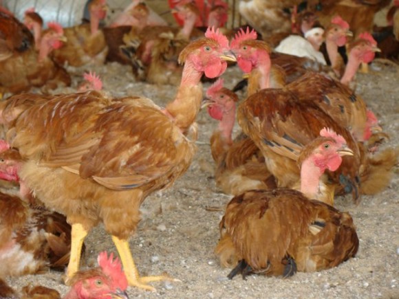 VÍDEO MOSTRA PRODUÇÃO DE FRANGO CAIPIRA EM LEVERGER