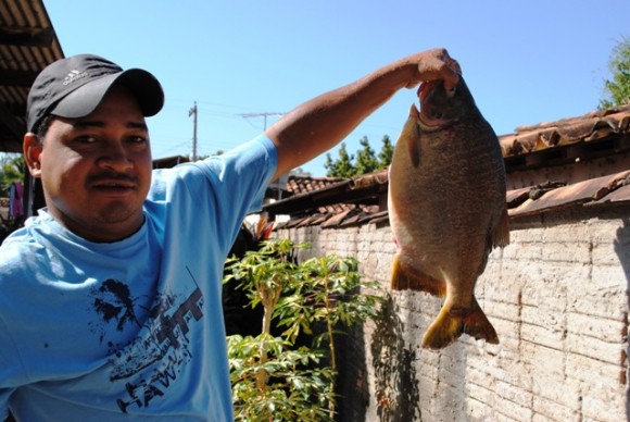 PACÚ DE ATÉ 5Kg VOLTA A SER PESCADO EM LEVERGER