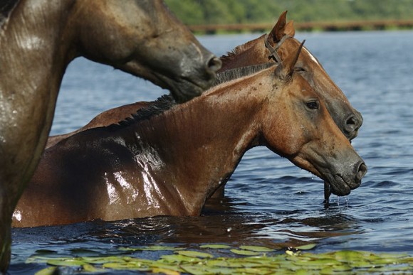 Cavalgada do Cavalo Pantaneiro reúne várias gerações em Poconé
