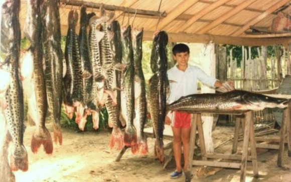 Hoje é último dia para entregar as Declarações de Estoque de Pescado