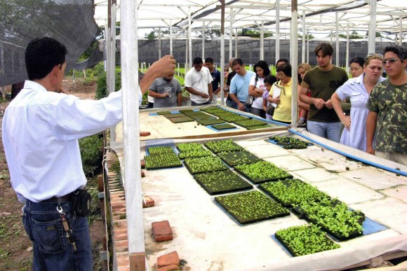 140 pessoas fazem visita técnica à produção hidropônica em Leverger