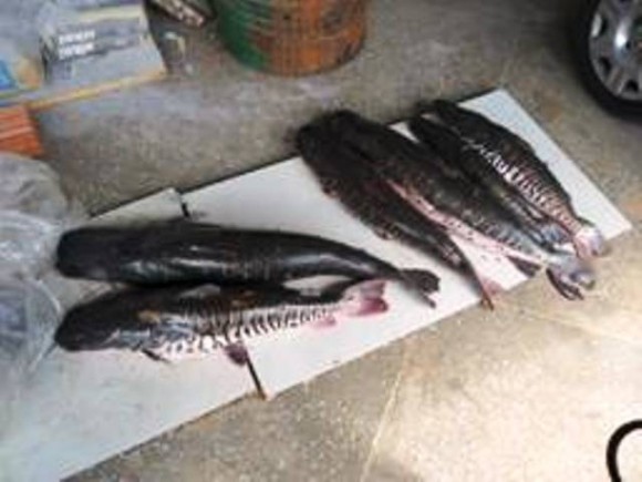 Policiais da 3ª CIPM prendem mulher com pescado irregular