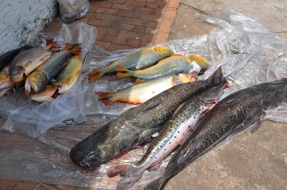 Peixes de espécies nobres são apreendidos pela polícia ambiental