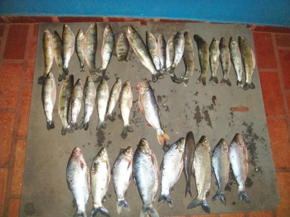 Três suspeitos são detidos na rodoviária com peixes fora da medida