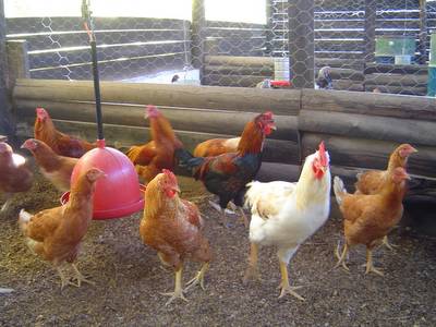 Santo Antônio vai ter cooperativa de frango caipira.