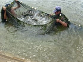 Governo de MT promove congresso de criação de peixes nativos.