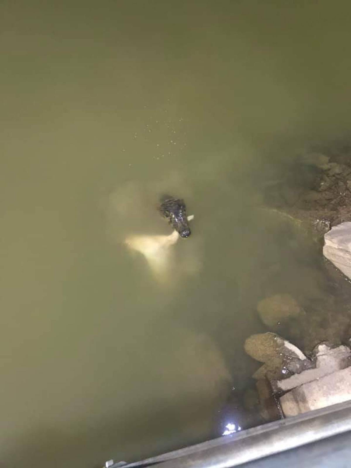 Cachorro é atacado por jacaré durante brincadeira com o dono e morre em parque de Cuiabá