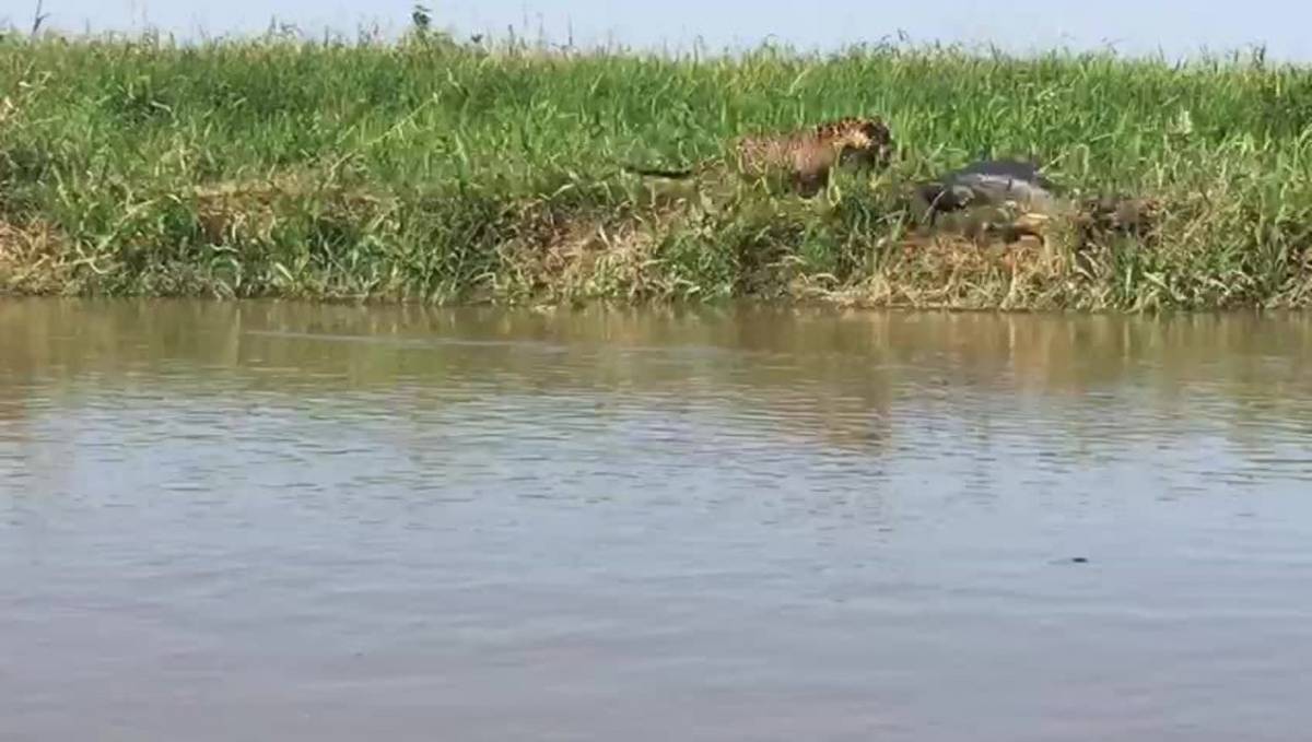 Guia de turismo flagra ataque de onça a jacaré no Pantanal de MT; veja vídeo