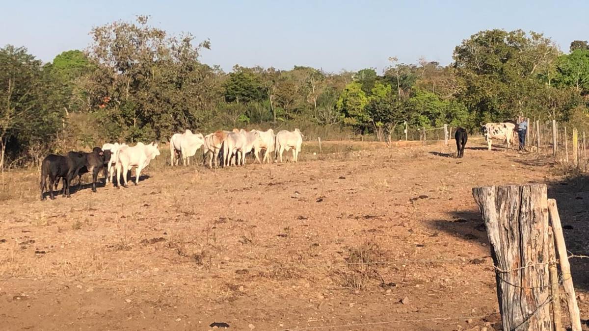 Gado roubado de prefeito é recuperado em Nossa Senhora do Livramento