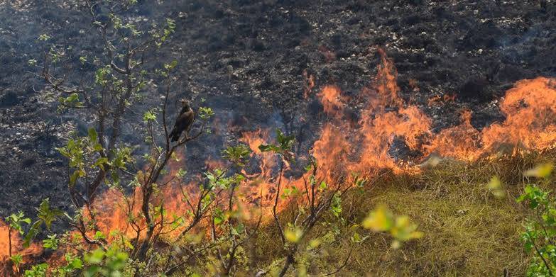 Queimada atinge região do Manso em Chapadas dos Guimarães 