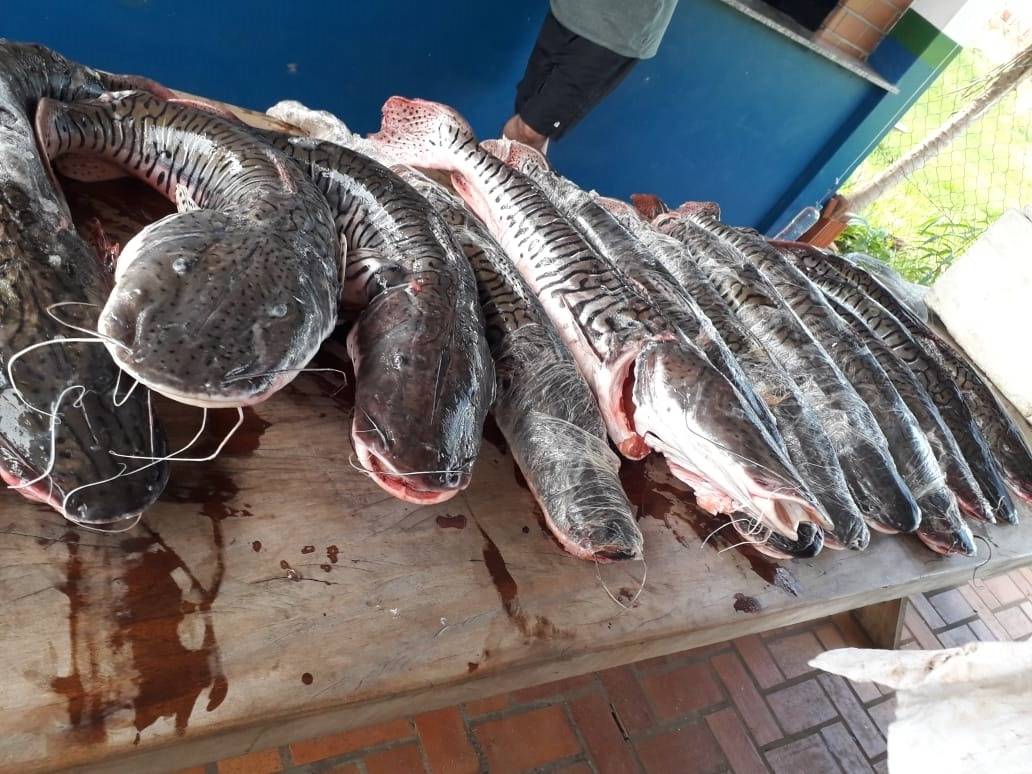 Estabelecimentos comerciais devem declarar estoque de pescado até 2 de outubro
