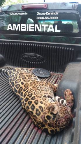 Onça-pintada é atropelada e morre em estrada do Pantanal