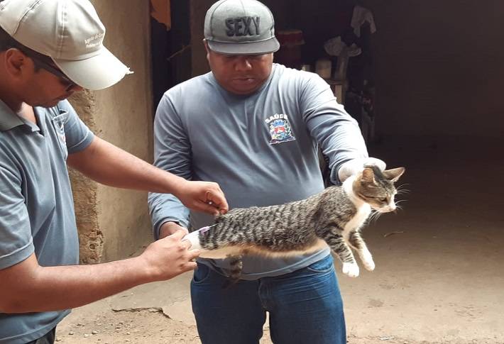 Prefeitura  intensifica vacinação antirrábica em animais domésticos