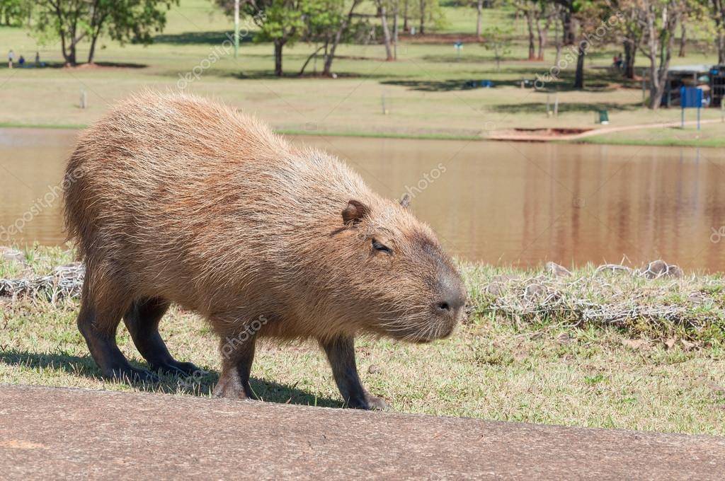 Capivara sem toca é comida de onça