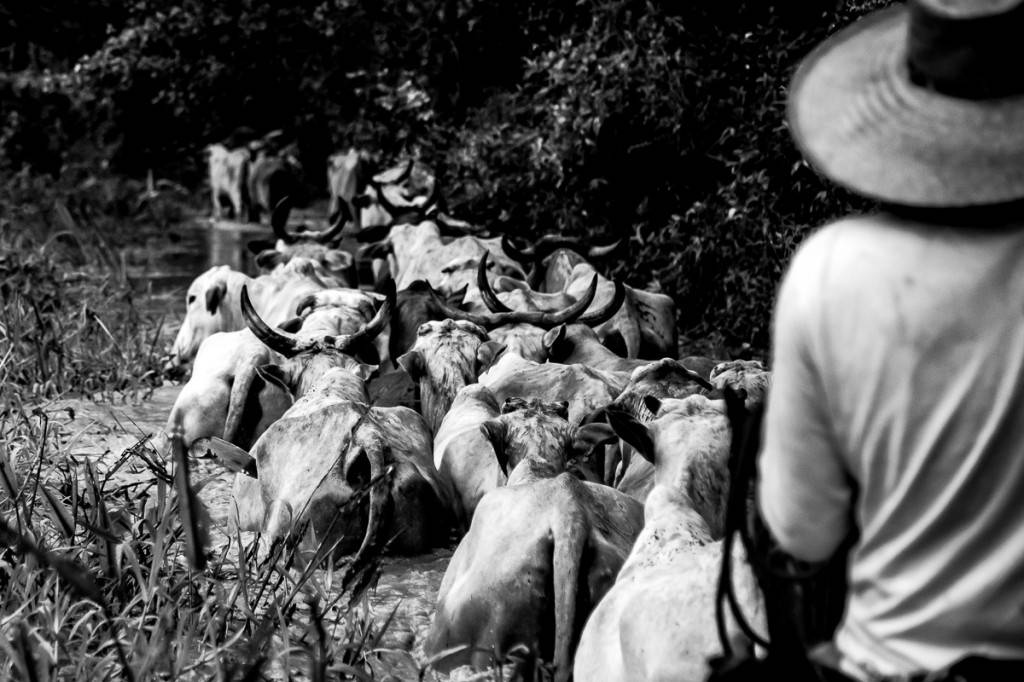 Cavaleiros do Pantanal guiam gado pelo rio e contam a empreitada