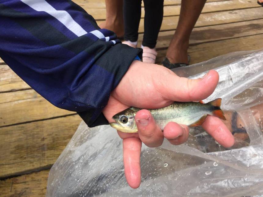 Grupo de pescadores pede ajuda para soltar 100 mil peixes no Rio Cuiabá