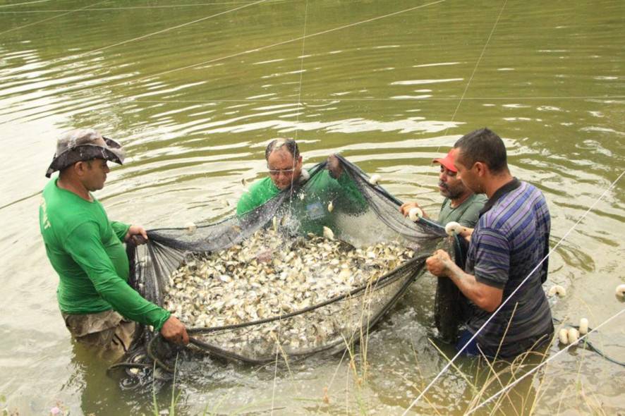 MT regulamenta licenciamento ambiental para aquicultura