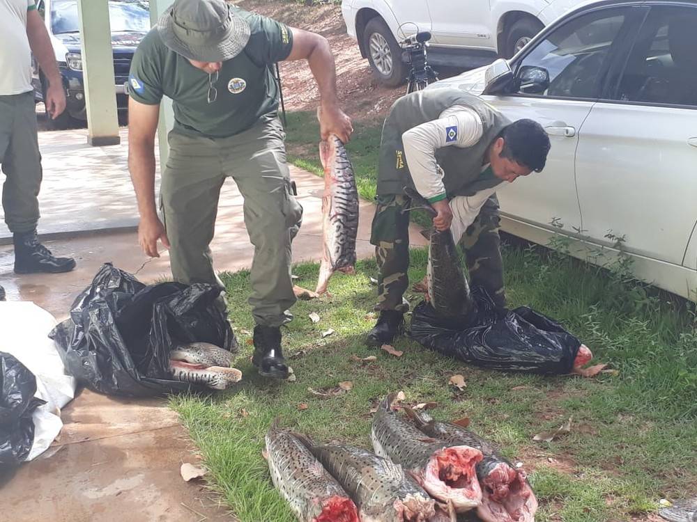 Agenciador de pescado ilegal durante a piracema é preso com 370 kg 