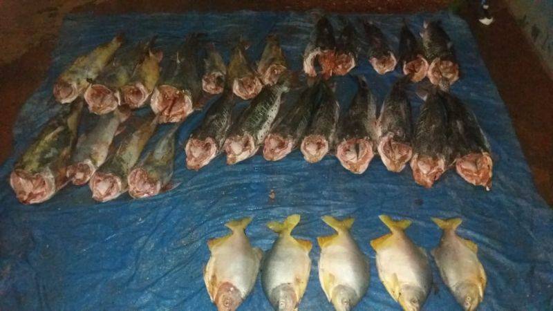 Suspeitos de transportar pescado irregular, fogem da polícia e colidem com árvore