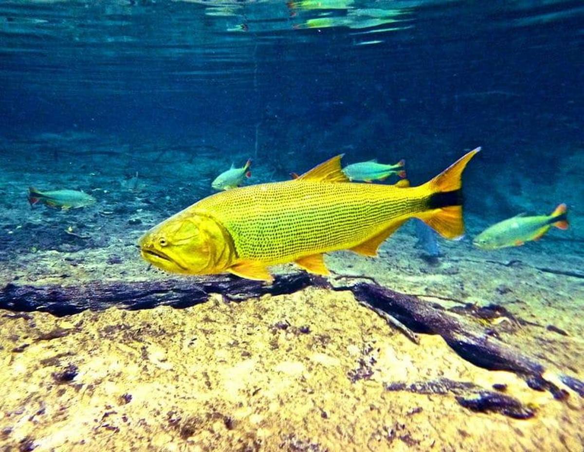 Governo diz que liberação da pesca de dourado em MT é fake news
