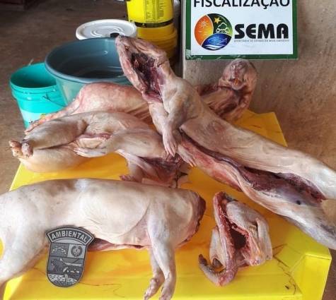 Mulher é presa com quatro pacas mortas em restaurante