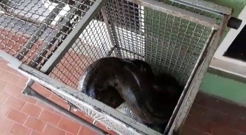 Sucuri de quatro metros come cachorro em Várzea Grande