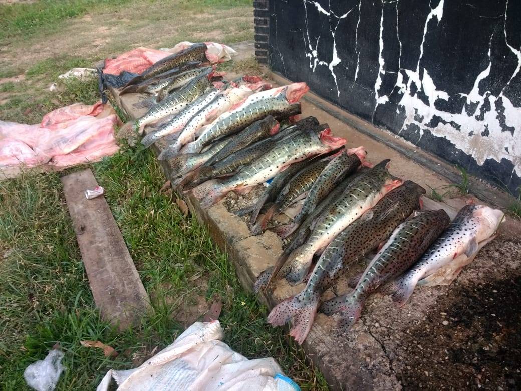 Três são conduzidos por transporte irregular de pescado em Barão de Melgaço e Poconé