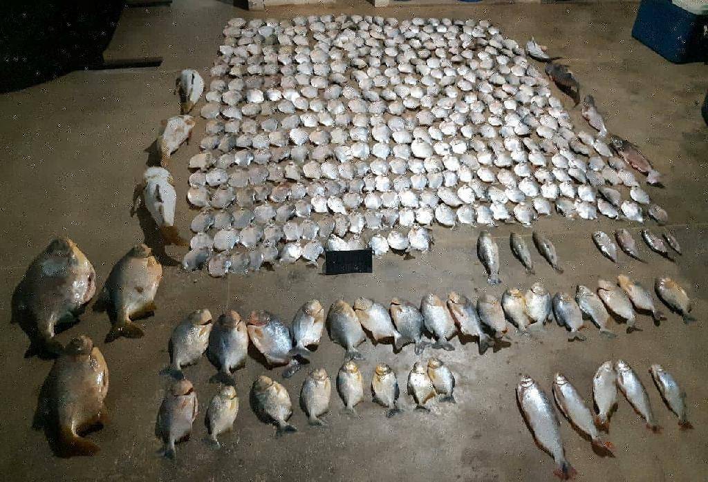 Batalhão Ambiental apreende 423 peças de pescado irregular na Transpantaneira