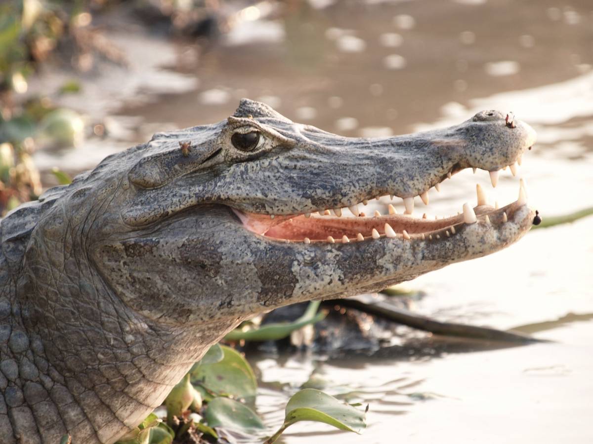 Em Video; Pescador filma jacaré na baia Chacororé e reclama de interferência humana.