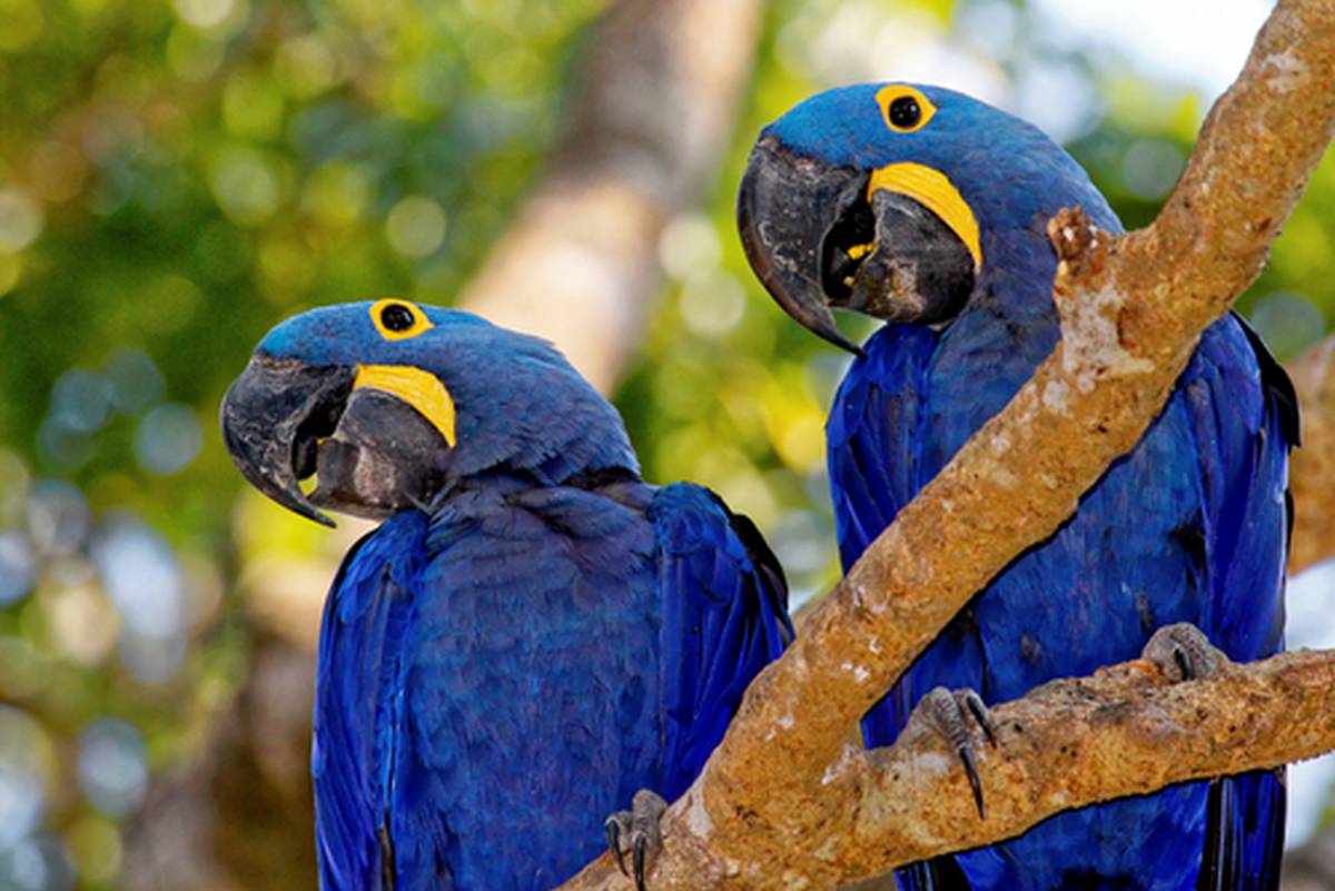 Queimadas no Pantanal ameaçam santuário das araras azuis
