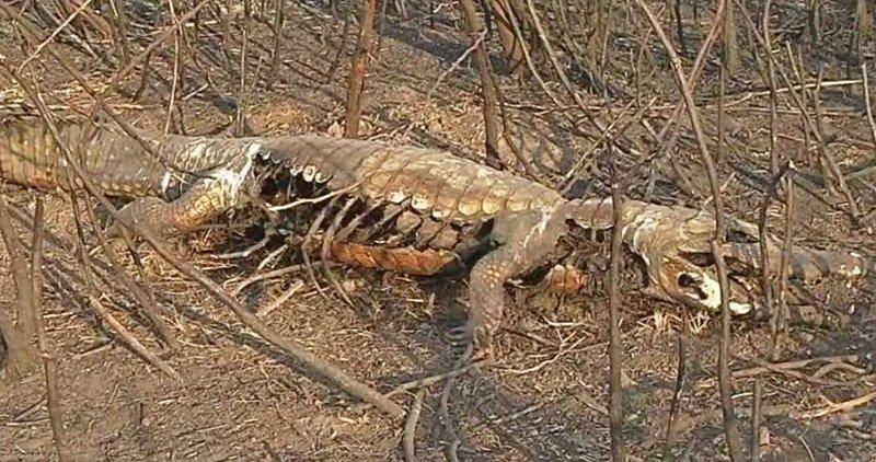 Sem trégua, fogo já destruiu 350 mil hectares no Pantanal